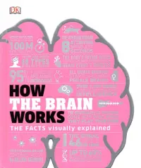 How the Brain Works