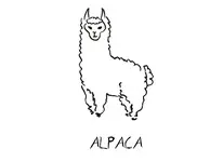 Alpaca