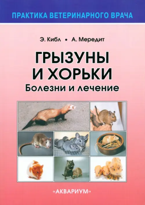 Страница 8. британская кошка шиншилла: Кыргызстан ᐈ Кошки ▷ объявлений ➤ armavirakb.ru