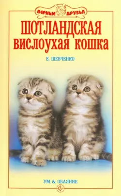 Шотландская вислоухая кошка. Ум и обаяние