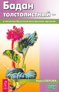 Бадан толстолистный - в лечении болезней внутренних органов