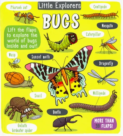 

Little Explorers. Bugs, Зелёный