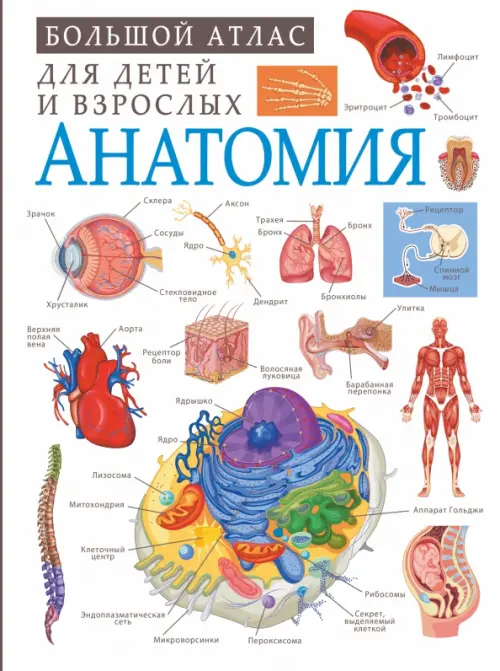 

Анатомия