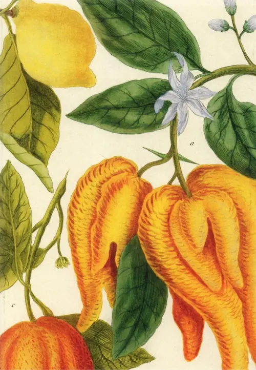 

Блокнот Botanical Art. Johann Wilhelm Weinmann, 24 листа, линейка, А5, Жёлтый