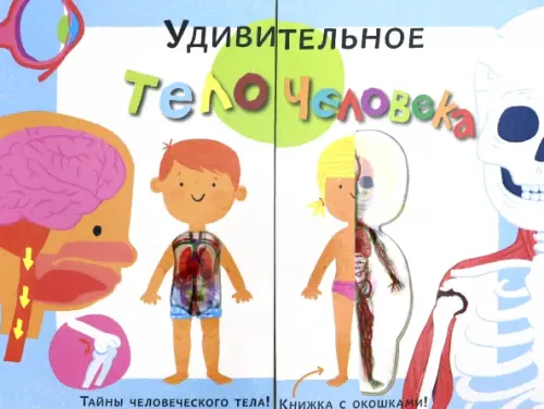 

Тело человека