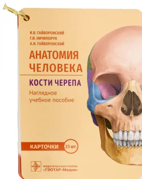

Анатомия человека. Кости черепа. 23 карточки, Оранжевый