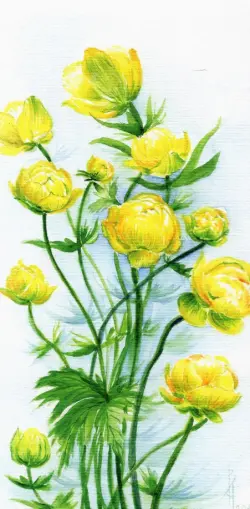 Конверт для денег № 42. Цветы