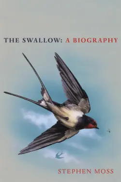 The Swallow. A Biography