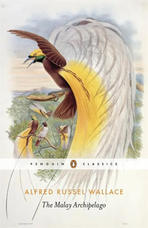 

The Malay Archipelago, Серый