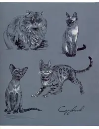 Тетрадь общая. Кошки, 96 листов, А5, клетка, в ассортименте