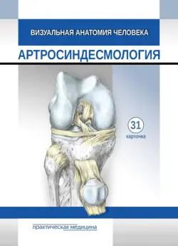 Визуальная анатомия человека. Артросиндесмология. Карточки, 31 штука